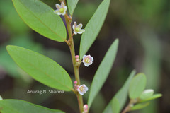 Phyllanthus gardnerianus